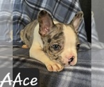 Small Photo #10 Faux Frenchbo Bulldog Puppy For Sale in POMEROY, OH, USA