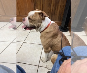 Father of the American Bulldog puppies born on 06/28/2025