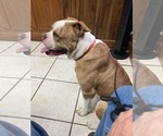 Small Photo #1 American Bulldog Puppy For Sale in FOLKSTON, GA, USA