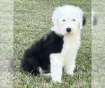 Puppy Faiths litter Old English Sheepdog