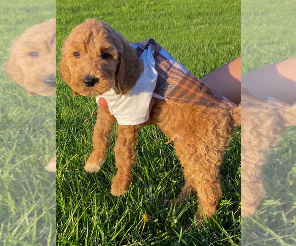 Medium Photo #8 Goldendoodle Puppy For Sale in BREA, CA, USA