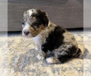 Australian Mountain Dog Litter for sale in CULPEPER, VA, USA