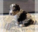 Image preview for Ad Listing. Nickname: Litter of 6