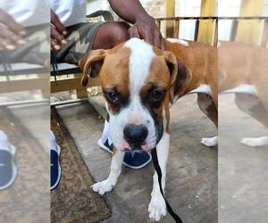 Boxer-Unknown Mix Dogs for adoption in San Antonio, TX, USA
