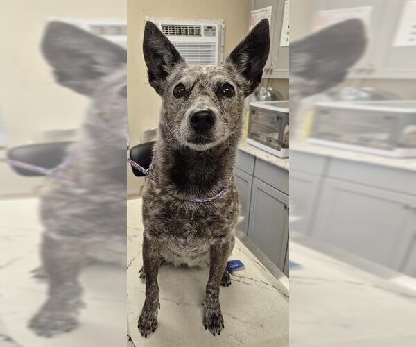 Medium Photo #1 Texas Heeler Puppy For Sale in Lodi, CA, USA