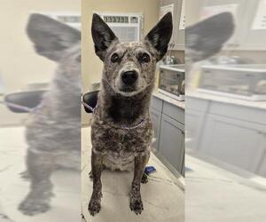 Texas Heeler Dogs for adoption in Lodi, CA, USA