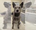 Small Texas Heeler