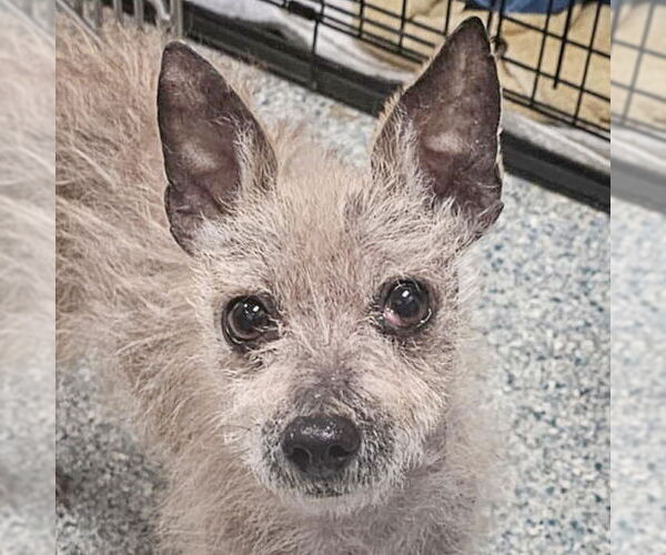 Medium Photo #3 Chihuahua-Unknown Mix Puppy For Sale in Huntley, IL, USA