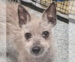 Small #2 Chihuahua Mix