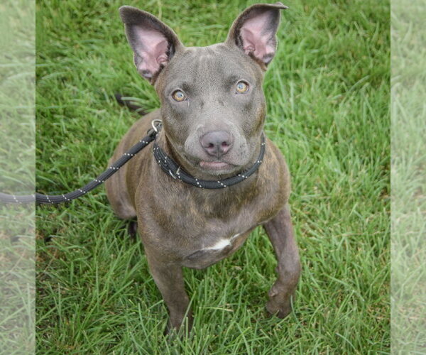 Medium Photo #4 American Staffordshire Terrier-Bulldog Mix Puppy For Sale in Huntley, IL, USA