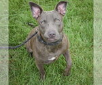 Small #3 American Staffordshire Terrier-Bulldog Mix