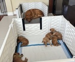 Small #4 Golden Retriever