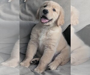 Golden Retriever Puppy for sale in MODESTO, CA, USA