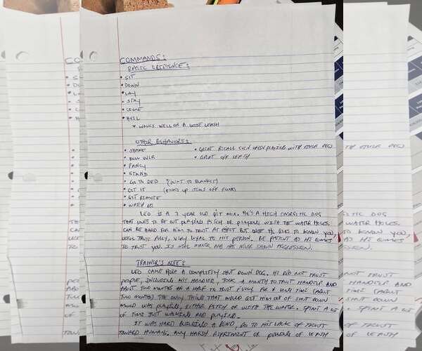 Medium Photo #4 Catahoula Leopard Dog-Unknown Mix Puppy For Sale in Visalia, CA, USA