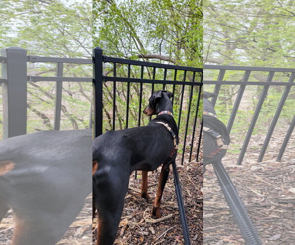 Medium Photo #15 Doberman Pinscher Puppy For Sale in Buffalo, MN, USA