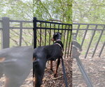 Small #14 Doberman Pinscher