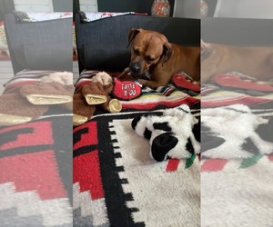 Bartholomew Cubbins - Male Boxer-Unknown Mix Dog for Adoption - Photo #14