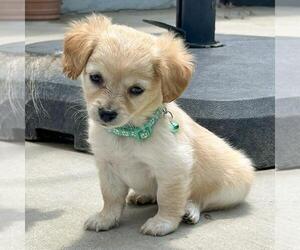 Chihuahua-Unknown Mix Dogs for adoption in San Diego, CA, USA