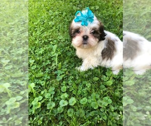 Shih Tzu Puppy for sale in FAYETTEVILLE, WV, USA