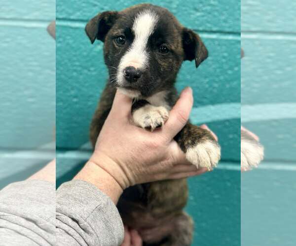 Medium Photo #3 Boxador Puppy For Sale in SHERBURNE, NY, USA