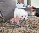 Small Photo #6 Maltese Puppy For Sale in SANTA CLARITA, CA, USA