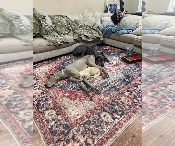 Medium Photo #2 Great Dane Puppy For Sale in Bullard, TX, USA