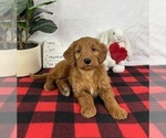 Small Goldendoodle (Miniature)