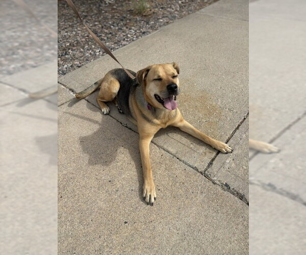 Medium Photo #2 German Shepherd Dog-Unknown Mix Puppy For Sale in Aurora, CO, USA