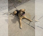 Small #1 German Shepherd Dog Mix