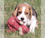 Small Photo #8 Beagle Puppy For Sale in MORRILL, KS, USA