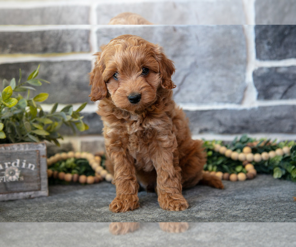 Medium Photo #2 Cockapoo Puppy For Sale in MIFFLINBURG, PA, USA