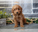 Small Photo #6 Cockapoo Puppy For Sale in MIFFLINBURG, PA, USA