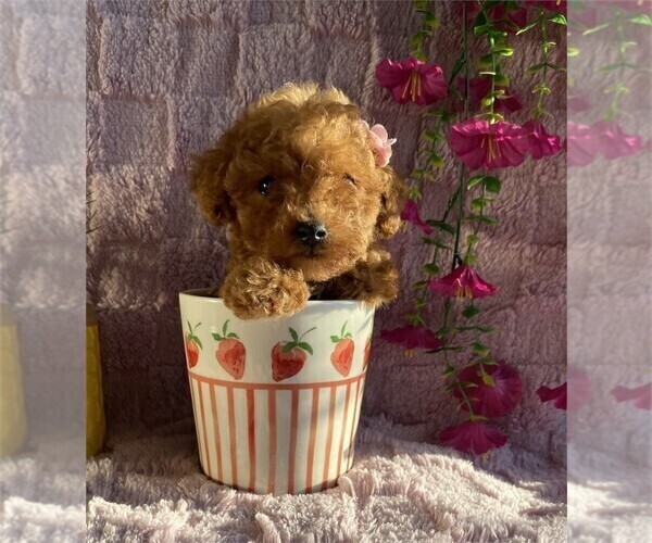 Medium Photo #20 Poodle (Toy) Puppy For Sale in MIAMI, FL, USA