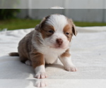 Small #8 Miniature Australian Shepherd