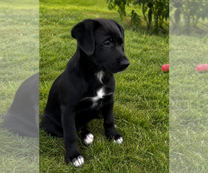 Shepradors Dogs for adoption in Macon, MO, USA