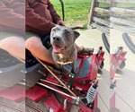 Small #2 American Pit Bull Terrier-Labrador Retriever Mix