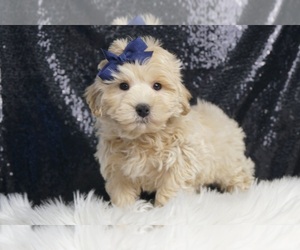 Maltipoo Puppy for sale in WARSAW, IN, USA
