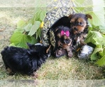 Small Photo #9 Yorkshire Terrier Puppy For Sale in MANKATO, MN, USA
