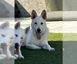 Small Photo #8 Unknown-white german shepherd Mix Puppy For Sale in Dana Point, CA, USA