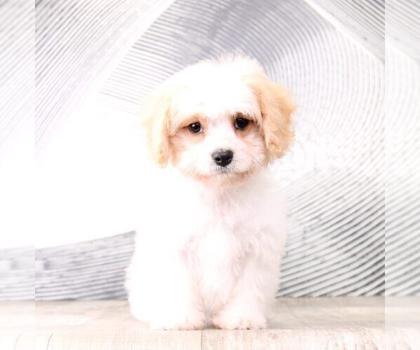 Medium Photo #4 Cavachon Puppy For Sale in MOUNT VERNON, OH, USA