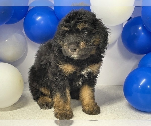 Medium Photo #3 Aussiedoodle Miniature  Puppy For Sale in HICKSVILLE, OH, USA