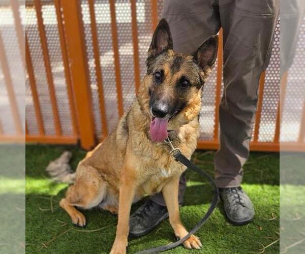 Medium Photo #1 German Shepherd Dog-Unknown Mix Puppy For Sale in Las Vegas, NV, USA