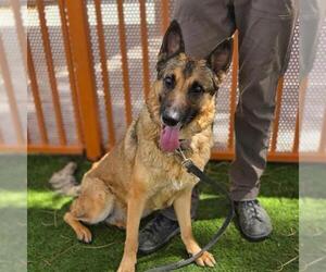 German Shepherd Dog-Unknown Mix Dogs for adoption in Las Vegas, NV, USA