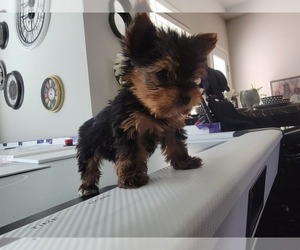 Yorkshire Terrier Puppy for sale in ROBERT, LA, USA