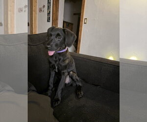 Labrador Retriever-Unknown Mix Dogs for adoption in Aurora, CO, USA