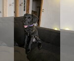 Small Labrador Retriever Mix