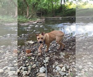 Archibald - Male Mutt Dog for Adoption - Photo #2