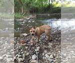 Small #1 Mutt