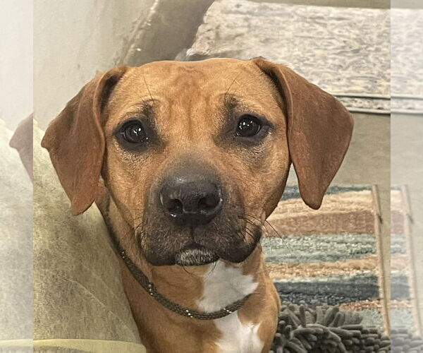 Medium Photo #3 Doxle Puppy For Sale in Rockaway, NJ, USA