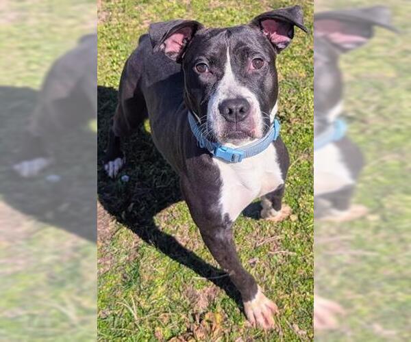 Medium Photo #1 American Pit Bull Terrier Puppy For Sale in Akron, OH, USA